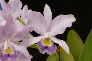 Cattlianthe Portia LM's Blue Fairy AM/AOS 80 pts.